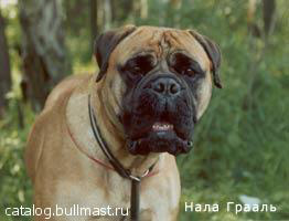CH Nala Graal
