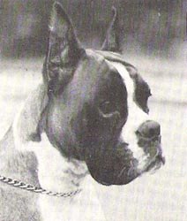 Danica von der Goldquelle