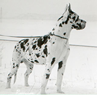 Bento vom Hardenberger Schloß