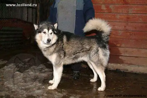 RUS CH Asamuk S Losinogo Ostrova