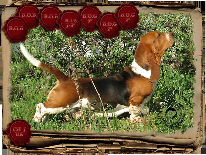 JCH, JBIS-3, 3xBOB, 2xBIG-2, BIG-3 Aldridge Magna Dial