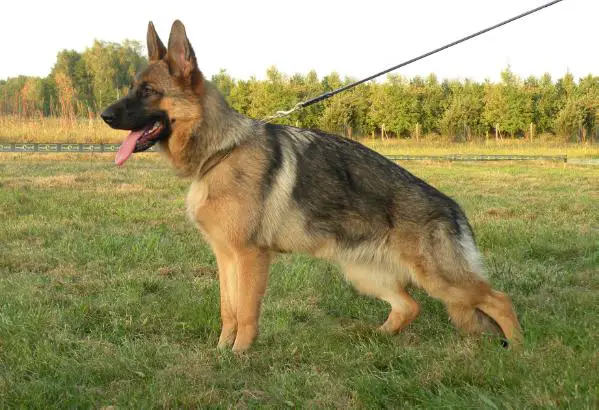 Brawos Bis (FCI) YARIS