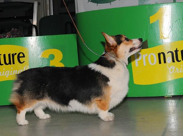 INT.CH, MULT CH Style Life Tigerheart