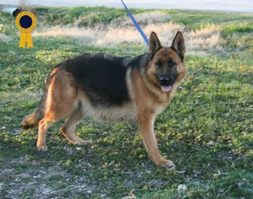 Nichole vom Fleischerhem