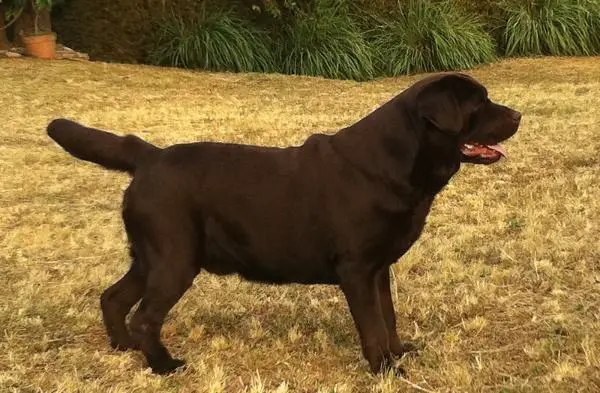 PHIL CH Madison's Quest Jack Sparrow