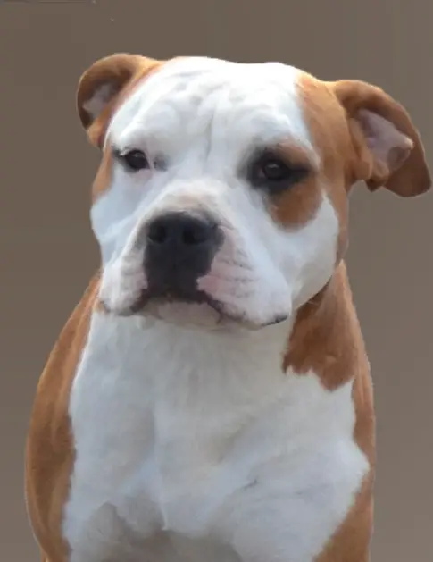 INT CH Daglas King of Ring`s