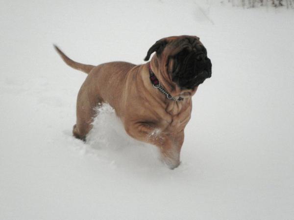 Bullstock Vanilla Pudge