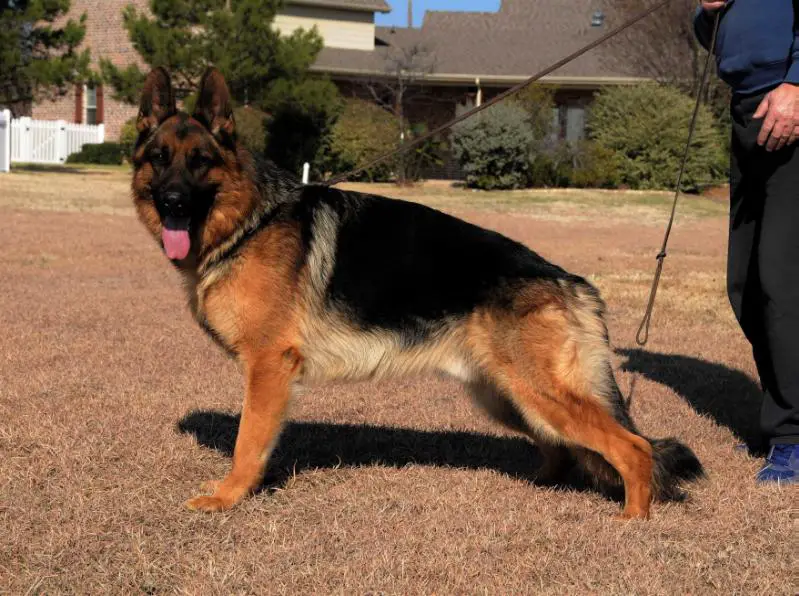 SG3 NASS JKL 2013 Belmondo vom Köriser See