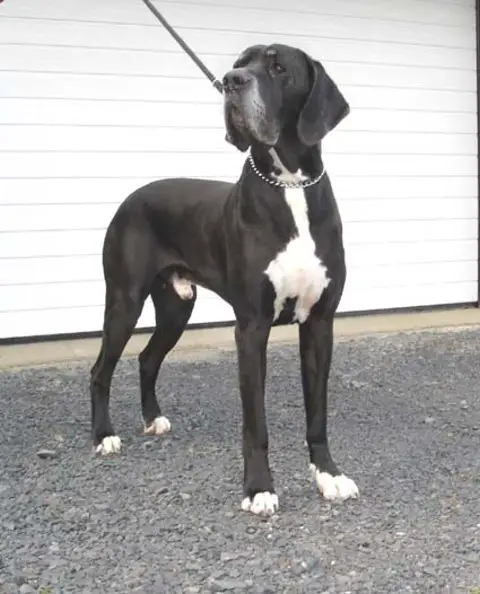 Adiego von der Nürburg