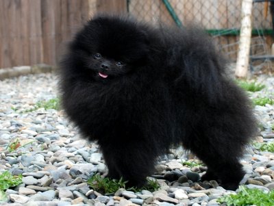 Finch's Twilight Dream O'del Cantico