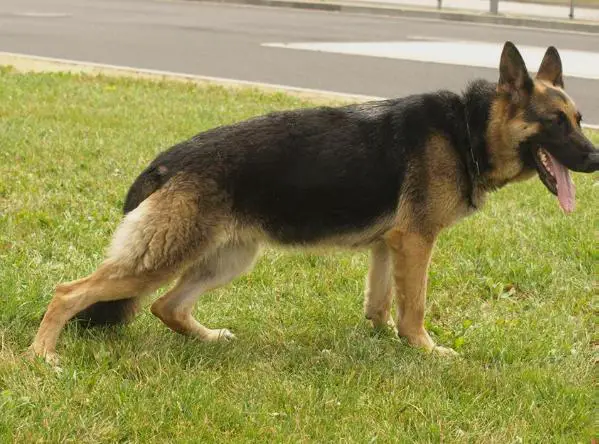 DOBRÁ Dessy spod Blanmontu