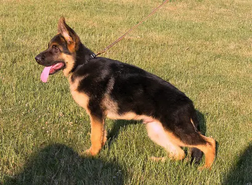 Alfa in Regnum Marianum