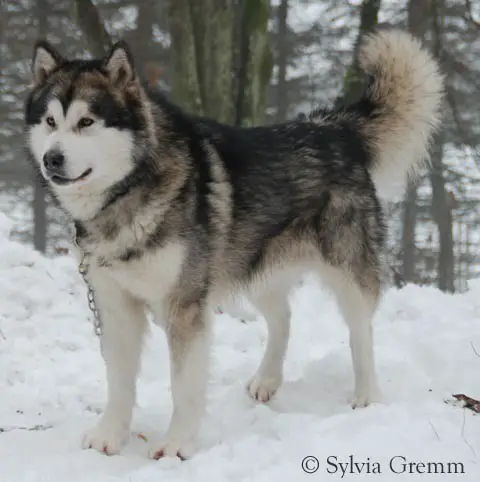 Mimmenuk's Harmony  N'Unity