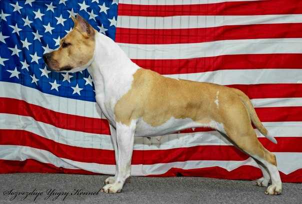 JCH ROSSIA ,CH RUS,8 BOB Flori Brao Terri