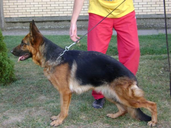 Aqua vom Haus Karaconji