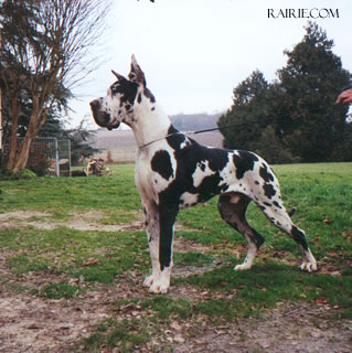 CH. FR, BEL, LUX, 14xCACIB, 2xR.CACIB, 20xCAC Oriflame de Terres de la Rairie