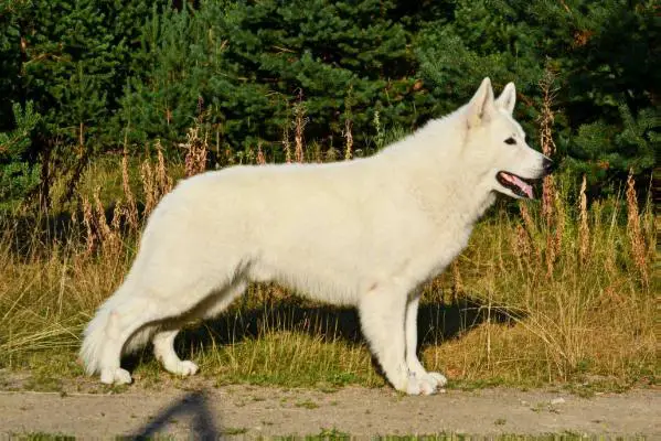 FI & EE CH Gentle Miracle's Be My Lover