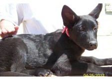 Danka vom Abramhausen