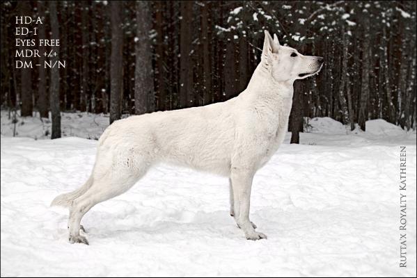 V WORLD WINNER 2017,CH RUS,PL,LT Rutta'x Royalty Kathreen