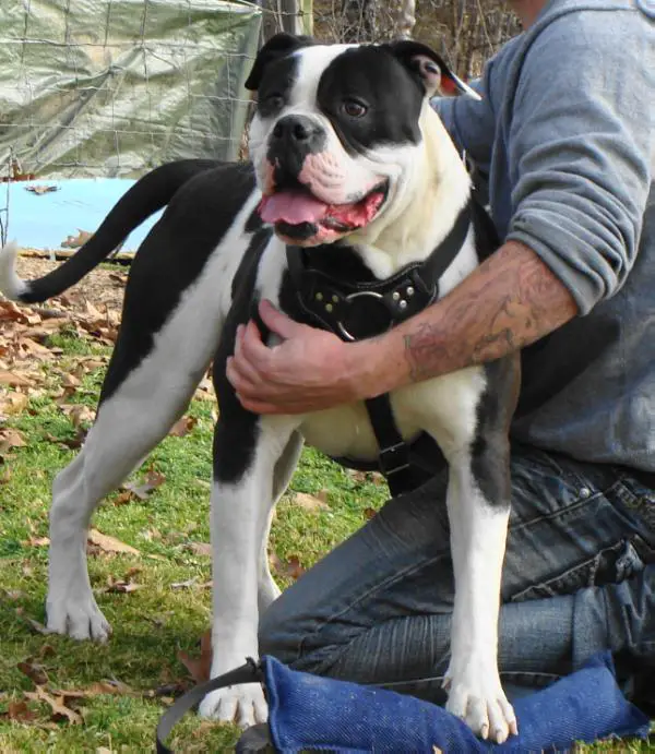 Brave Heart's Pablo Picasso