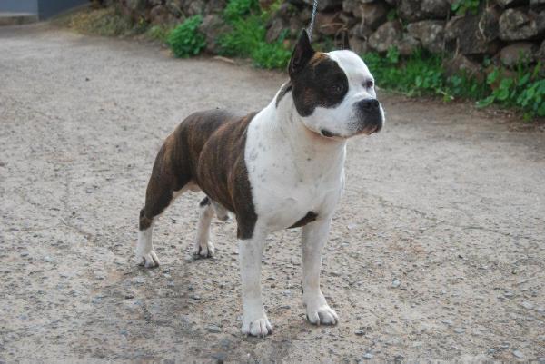 Helen´s Master Chief Rovelo