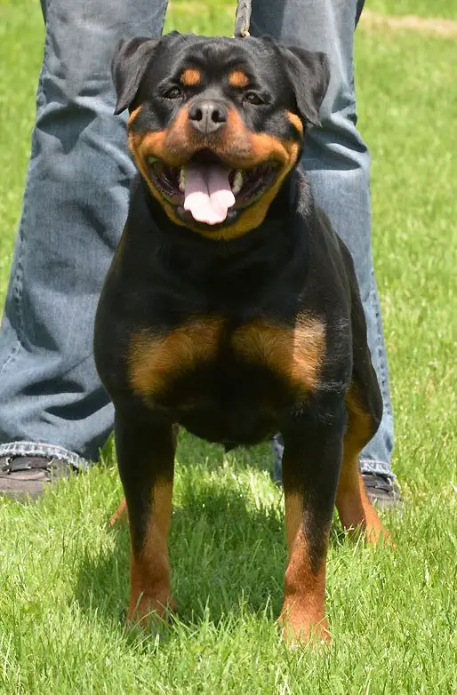 MIKA MUMLEK