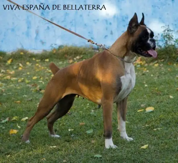 Viva Espana de Bellaterra