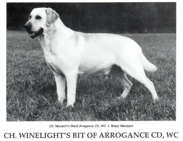 CH Winelight's Bit Of Arrogance