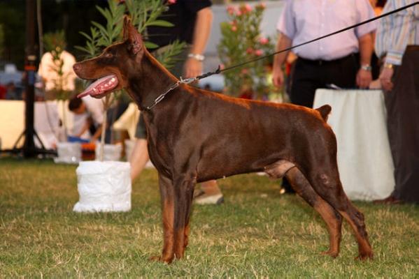 INT. JR. CH. 2X CACI Taras Best of Island ALI