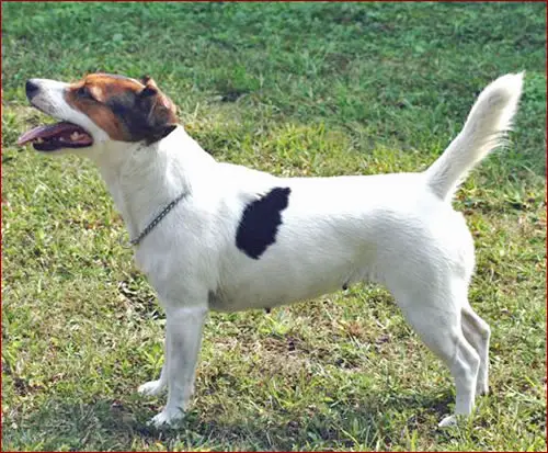 Gipsy di Quario Rondo