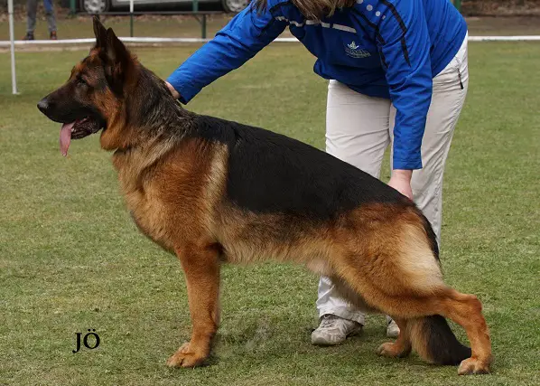 VA, SG 61 BSZS´13 Margman Quanto