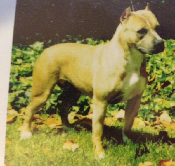 Gaff's Cedarbar Stone Maiden