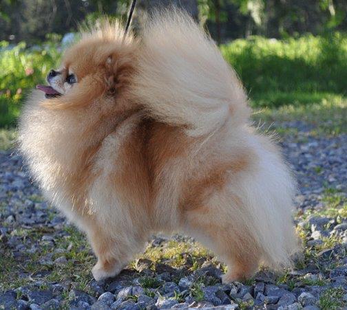 CH AM,CAN CR Dream Mercedes
