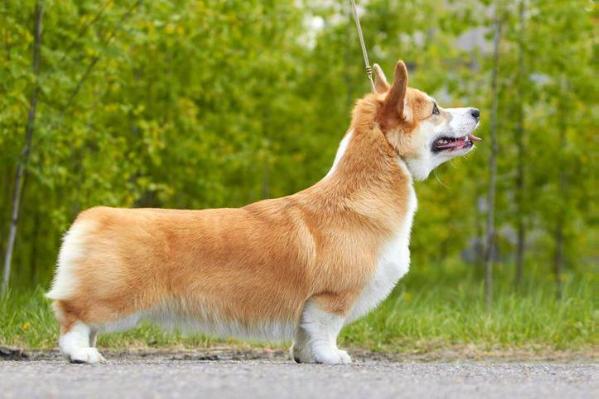 RUS Ch Style Life Feteasca