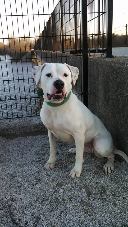 Stiles' T.I.A. of RDK