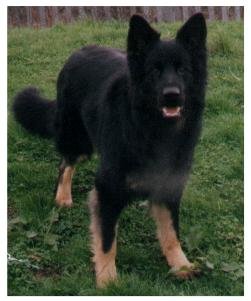 Flash Black Jack