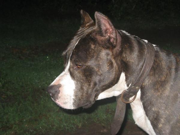 JustLike E Full Battery