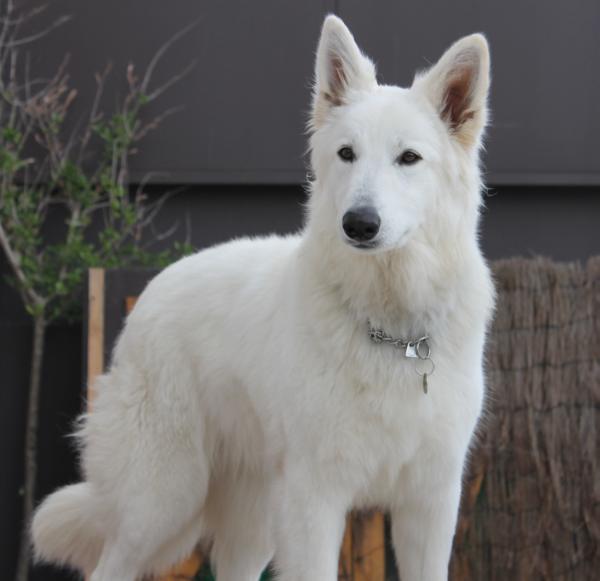 JR-CH - PT 2012 Guinevere of Trebons Berger Blanc