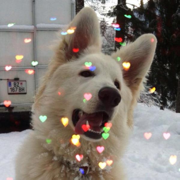 Cosmo of White Eagle
