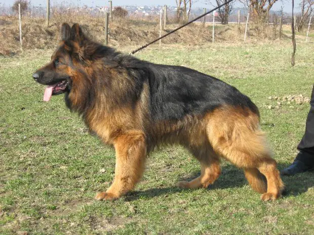 CH.PL,CH.LITWY,ZW.PL MIRO z Weselskiej Zagrody