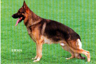 VA 4 (SA) Volker vom Westernholz