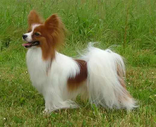 JCH LAT, EST, RUS. Nightfire's Powered By Glamour