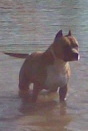 INT CH Zita Long Step
