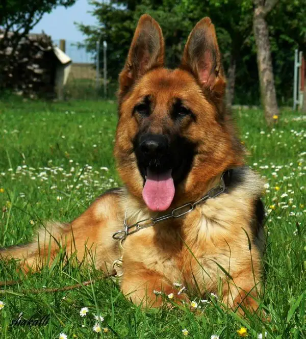 V1,CAC,R.CACIB Ammy z Krupickova mlýna