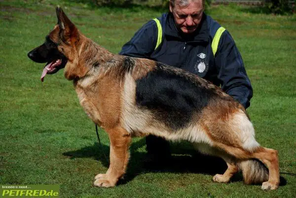 SG 61 BSZS 2012 V1 EU Daila van Noort