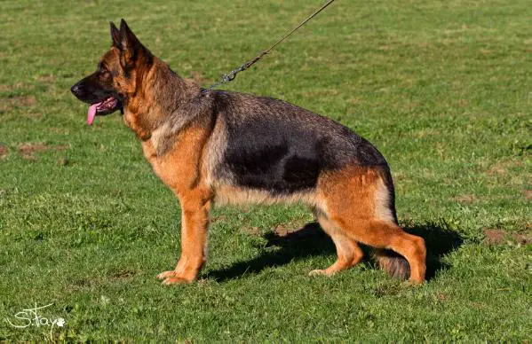 V Bailey zum Kolbenguß