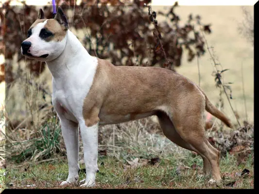 AKC CH, CGC Blue Rising Star Flirting With Fire