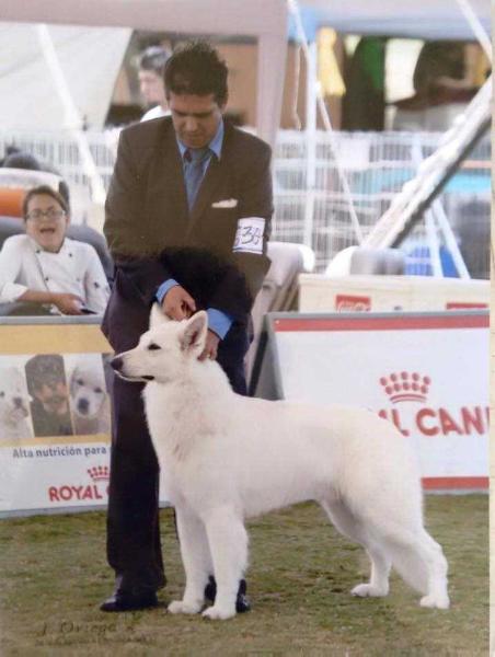 CJMEX. CAMPMEX Burning Hephaestus Del White Conero