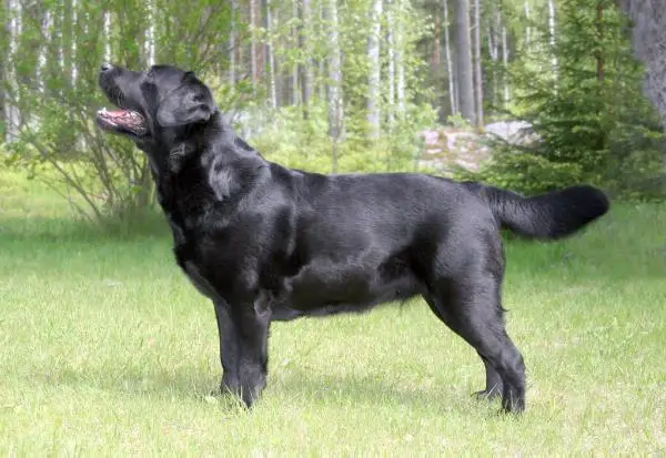 FI TR CH Loresho Real Romance