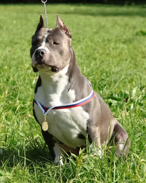 JCH,CH RUS,RKF,BALT Style Smile Ezhi Platinum